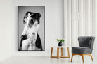 Pixalot Greyhound