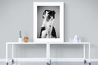 Pixalot Greyhound