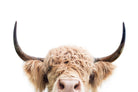 Highland Peekaboo-Wall_Art-Pixalot