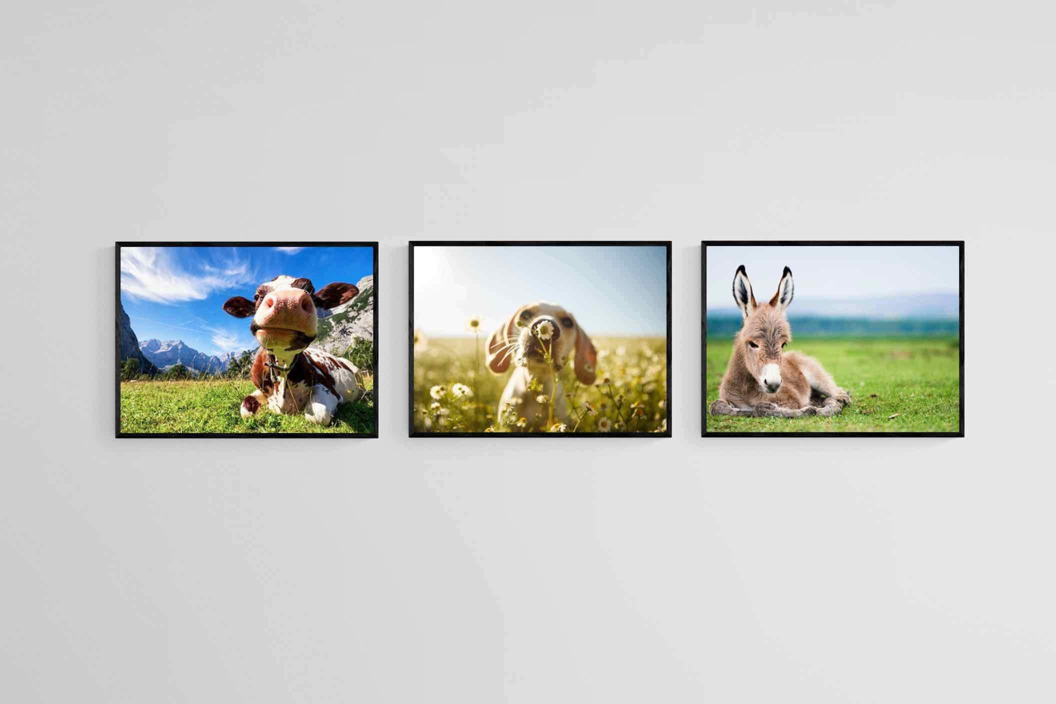 Kids Animal Set-Wall_Art-60 x 45cm (x3)-Mounted Canvas-Black-Pixalot