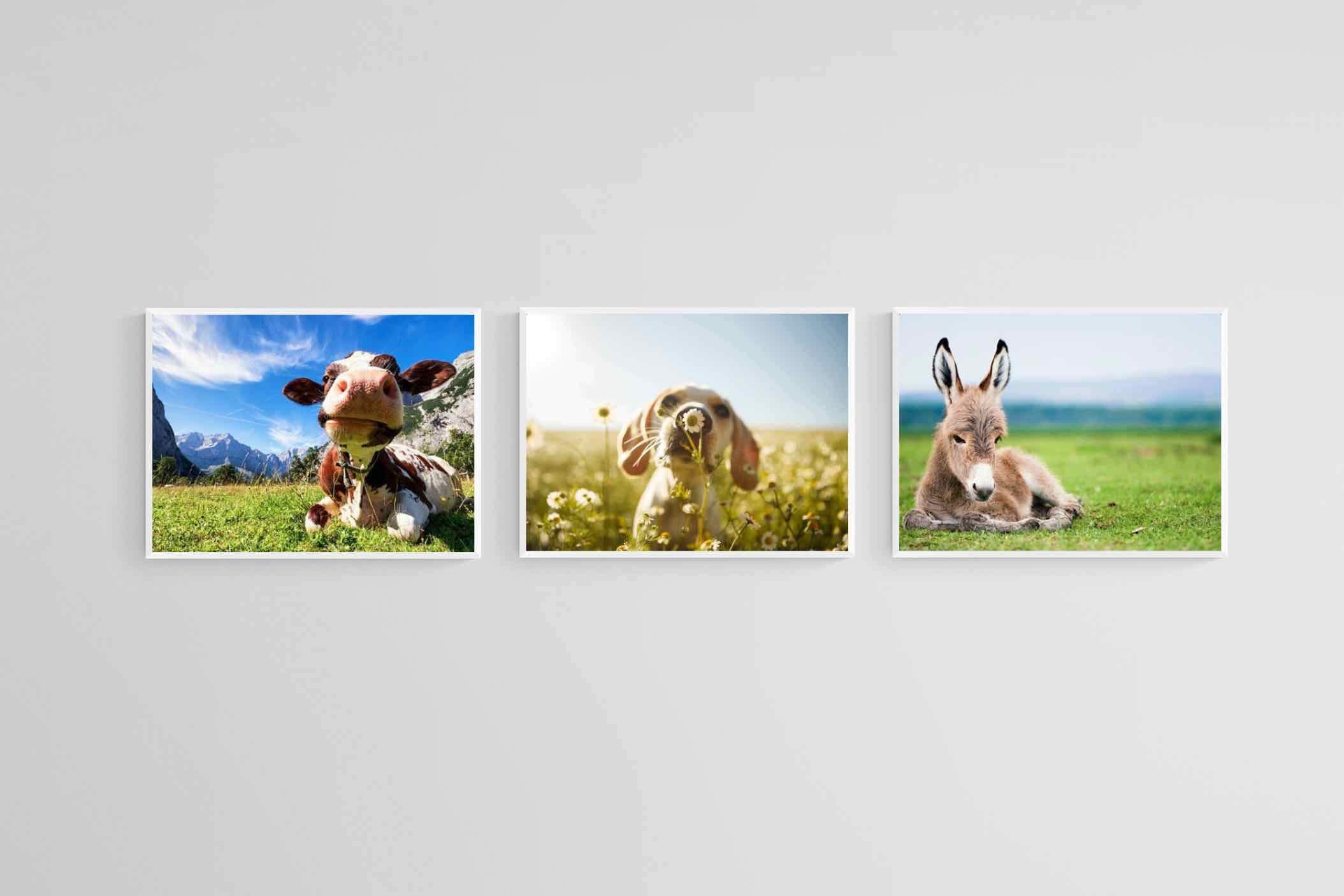 Kids Animal Set-Wall_Art-60 x 45cm (x3)-Mounted Canvas-White-Pixalot