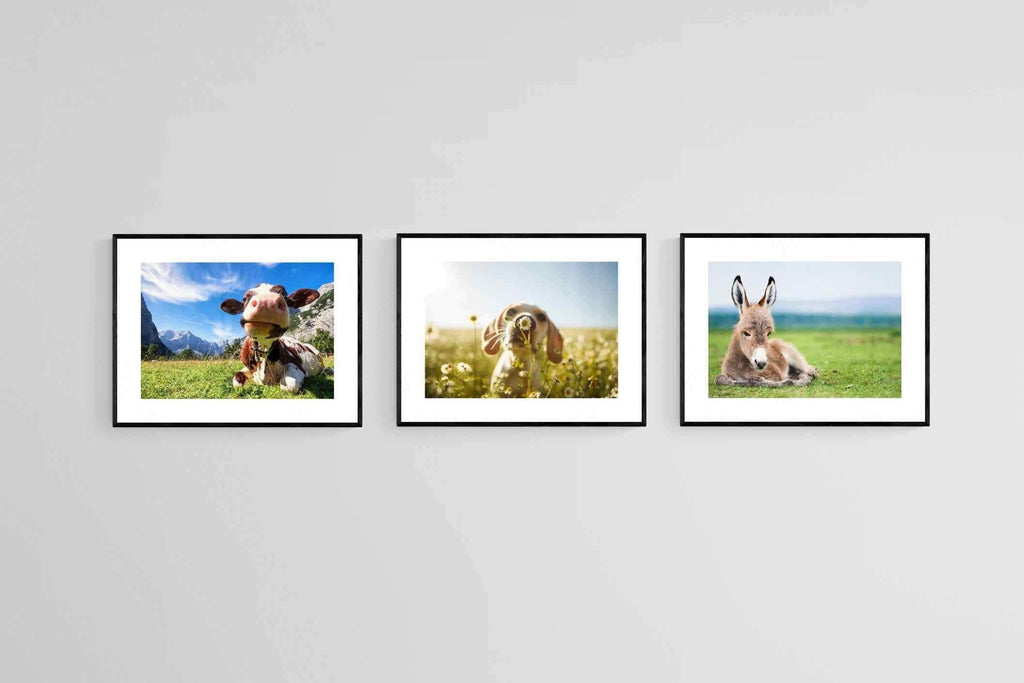 Kids Animal Set-Wall_Art-80 x 60cm (x3)-Framed Print-Black-Pixalot