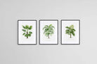 Les Palmiers Histoire Iconographique-Wall_Art-45 x 60cm (x3)-Framed Print-Black-Pixalot