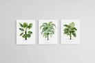 Les Palmiers Histoire Iconographique-Wall_Art-45 x 60cm (x3)-Mounted Canvas-White-Pixalot