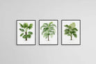 Les Palmiers Histoire Iconographique-Wall_Art-45 x 60cm (x3)-Mounted Canvas-Black-Pixalot
