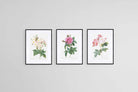 Les Roses Set-Wall_Art-45 x 60cm (x3)-Framed Print-Black-Pixalot