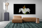 Pixalot Lilium on Black