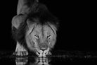 Lion Lake-Wall_Art-Pixalot