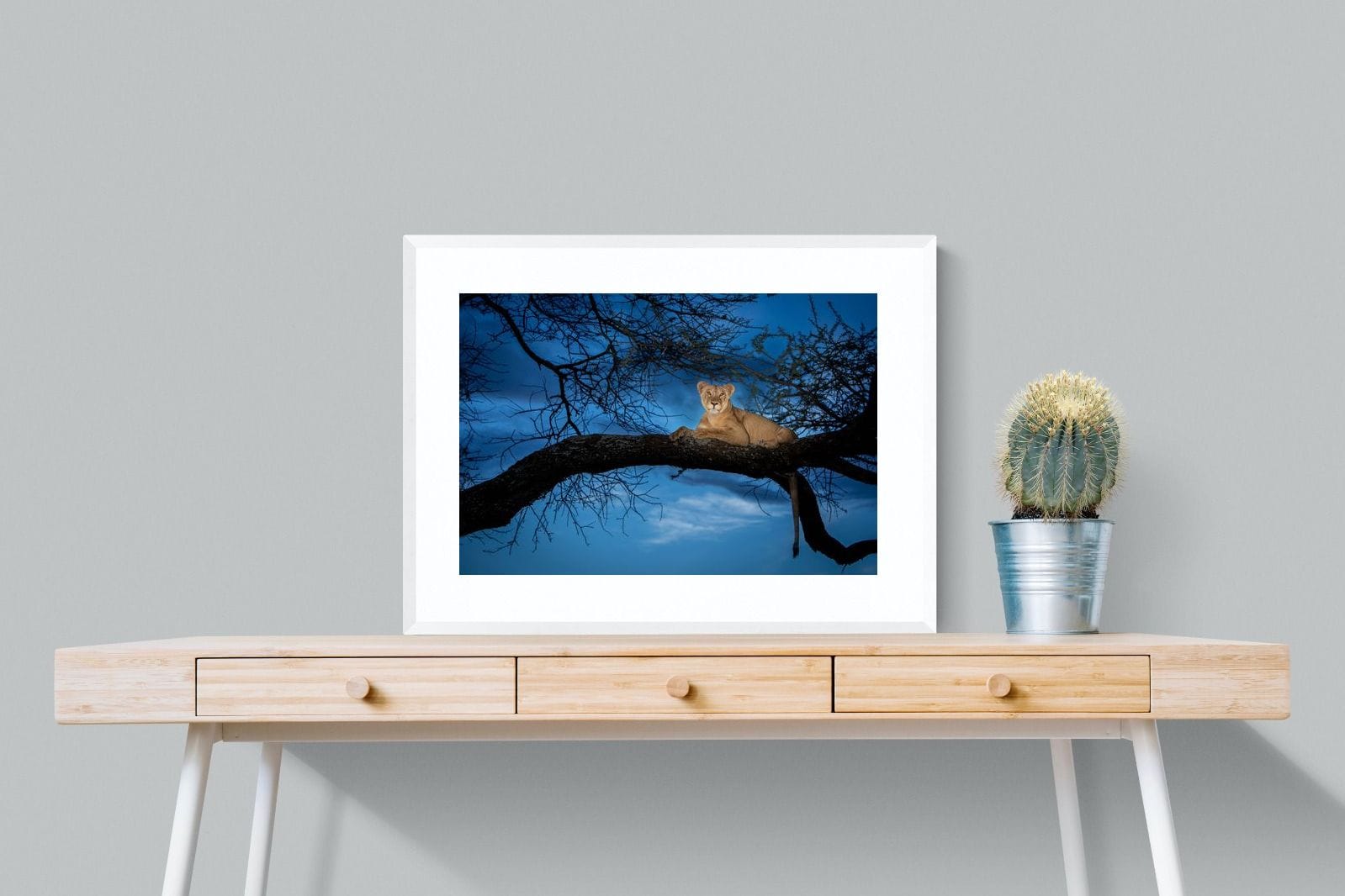 Lion at Dusk-Wall_Art-80 x 60cm-Framed Print-White-Pixalot