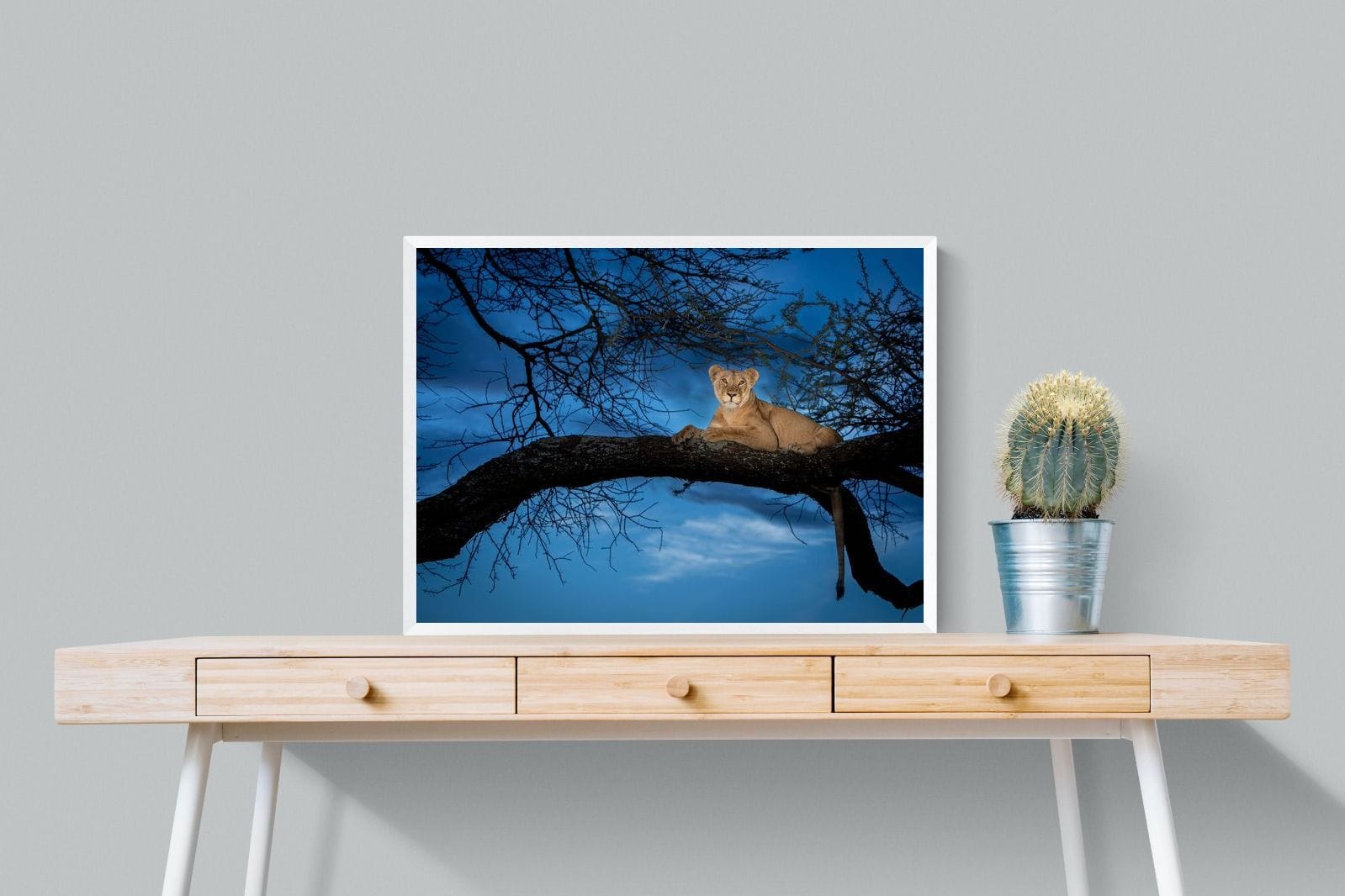 Lion at Dusk-Wall_Art-80 x 60cm-Mounted Canvas-White-Pixalot