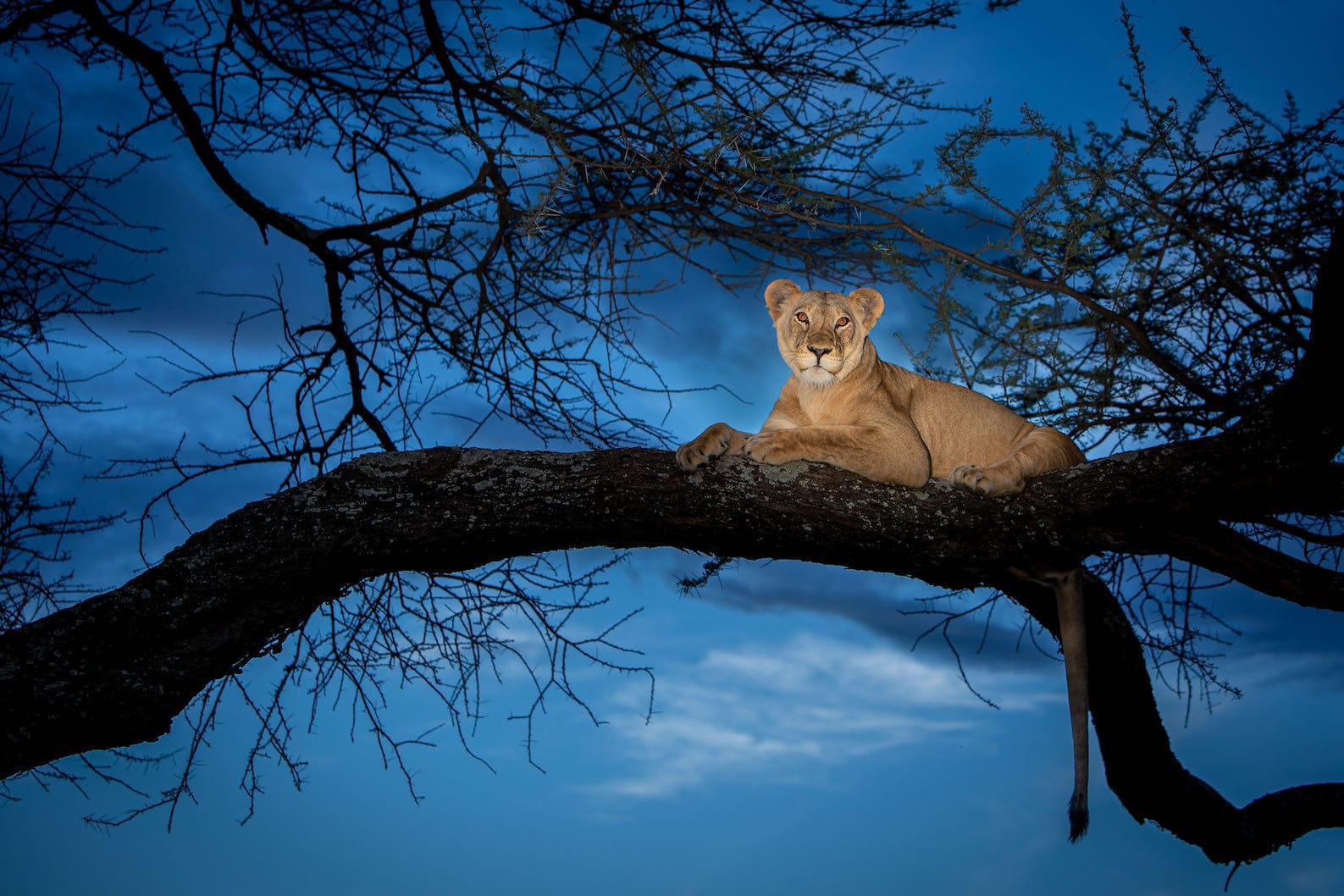 Lion at Dusk-Wall_Art-Pixalot