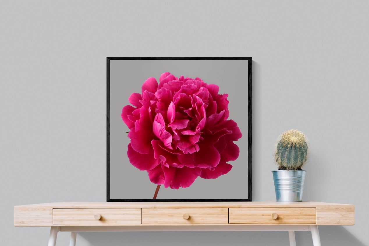 Pixalot Magenta Peony