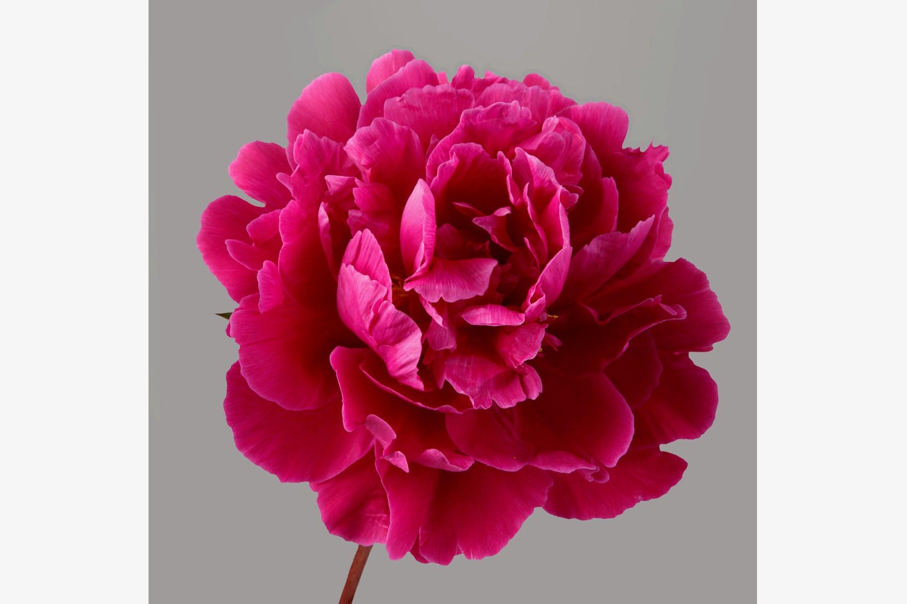 Magenta Peony-Wall_Art-Pixalot