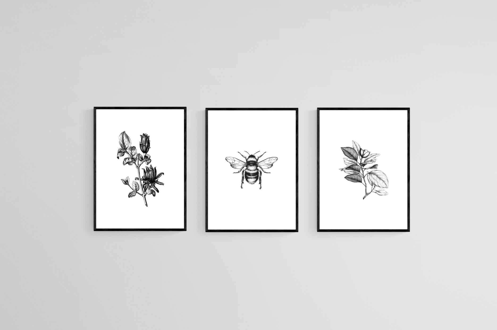 Magnolia Set-Wall_Art-45 x 60cm (x3)-Mounted Canvas-Black-Pixalot