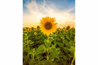 Morning Sunflowers-Wall_Art-Pixalot