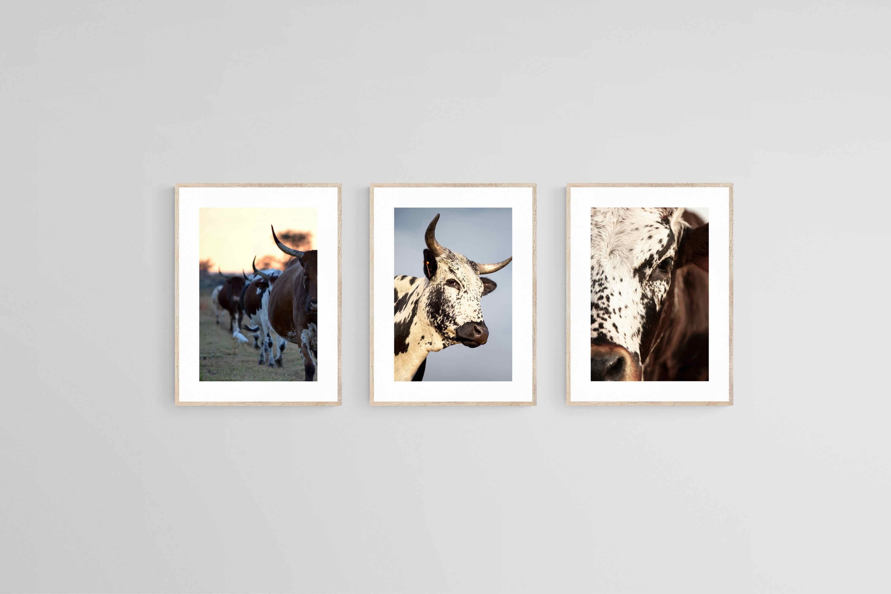 Nguni Set-Wall_Art-45 x 60cm (x3)-Framed Print-Wood-Pixalot