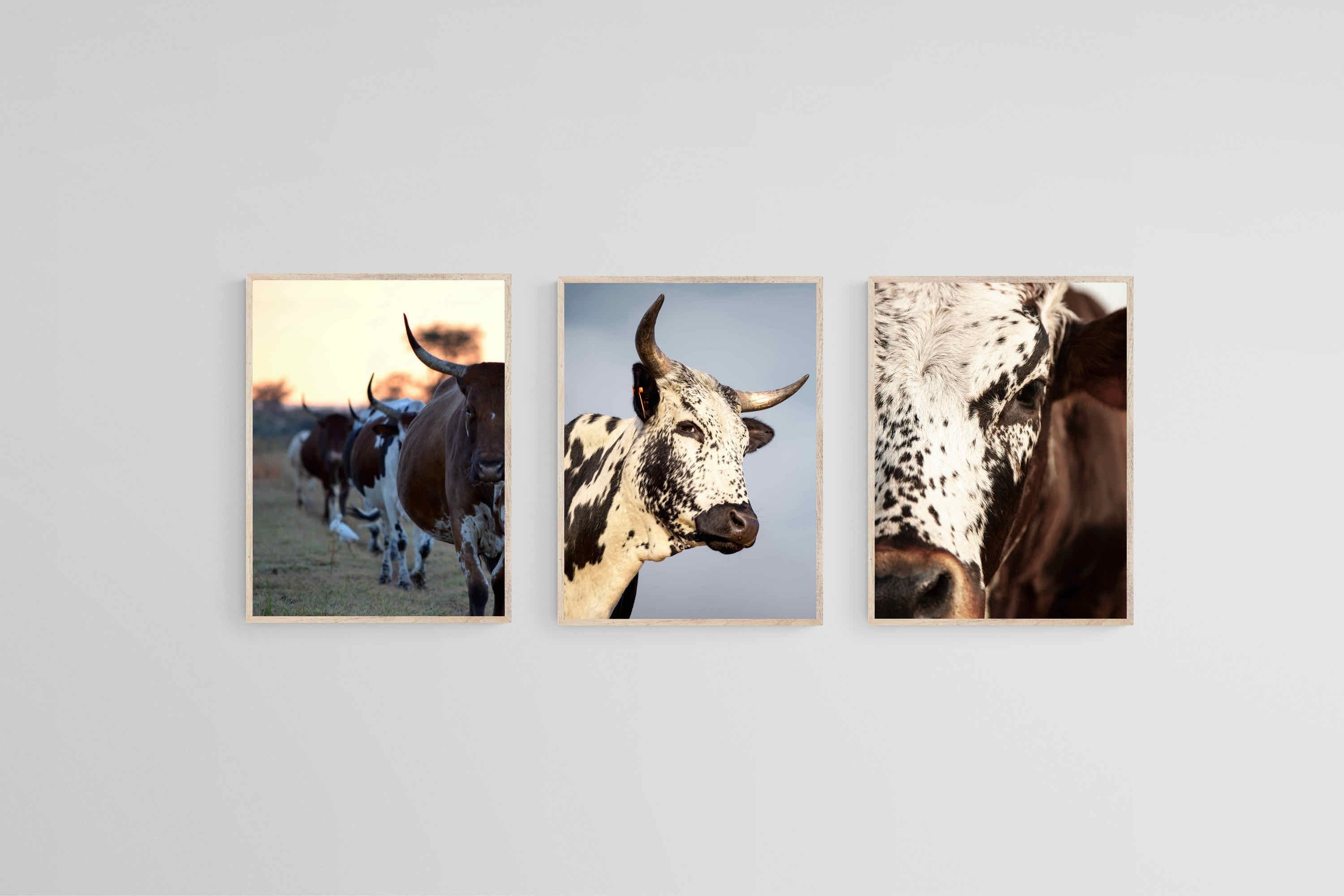 Nguni Set-Wall_Art-45 x 60cm (x3)-Mounted Canvas-Wood-Pixalot