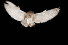 Owl Attack-Wall_Art-Pixalot