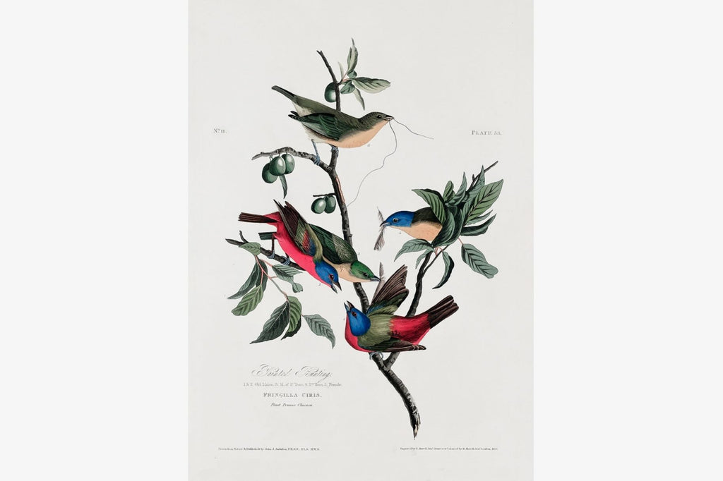 Painted Finch (Birds of America 1827)-Wall_Art-Pixalot