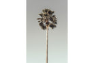 Palm Pom Pom-Wall_Art-Pixalot