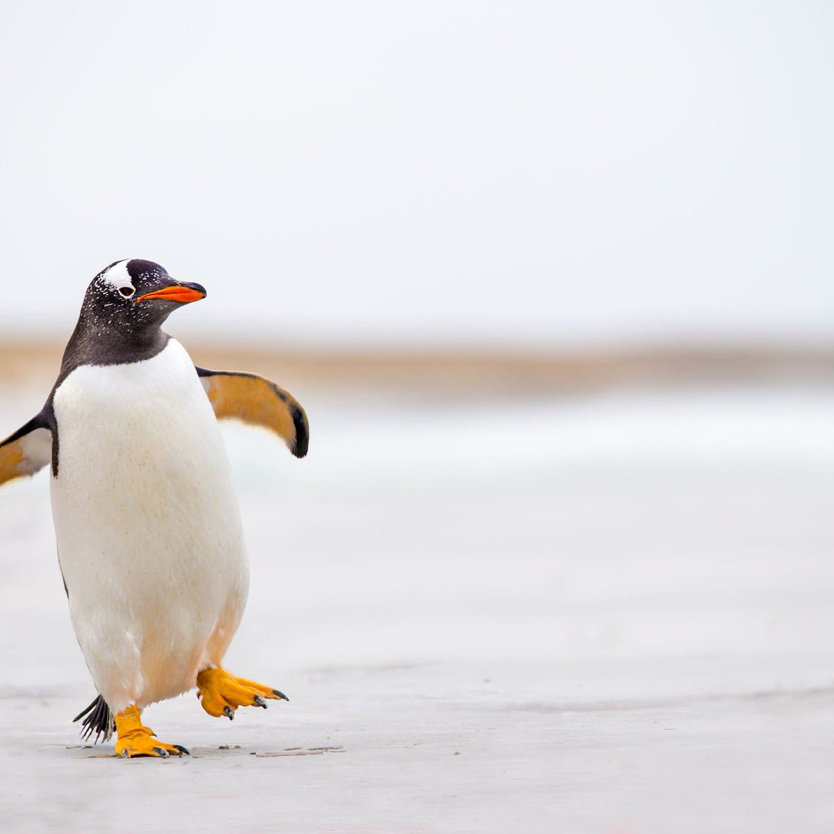 Penguin Steps Wall Art | Canvas & Framed Prints – Pixalot
