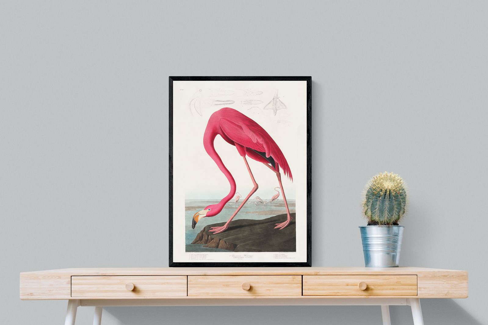 Pixalot Pink Flamingo (Birds of America 1827)