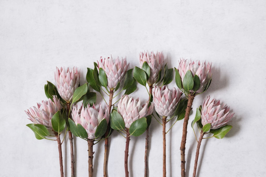 Pink Protea Bunch-Wall_Art-Pixalot