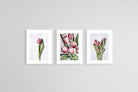 Pink Tulips Set-Wall_Art-45 x 60cm (x3)-Framed Print-White-Pixalot