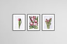 Pink Tulips Set-Wall_Art-45 x 60cm (x3)-Framed Print-Black-Pixalot