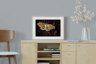 Polyphemus-Wall_Art-60 x 45cm-Framed Print-Wood-Pixalot
