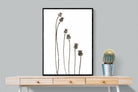 Poppy Pods-Wall_Art-75 x 100cm-Mounted Canvas-Black-Pixalot