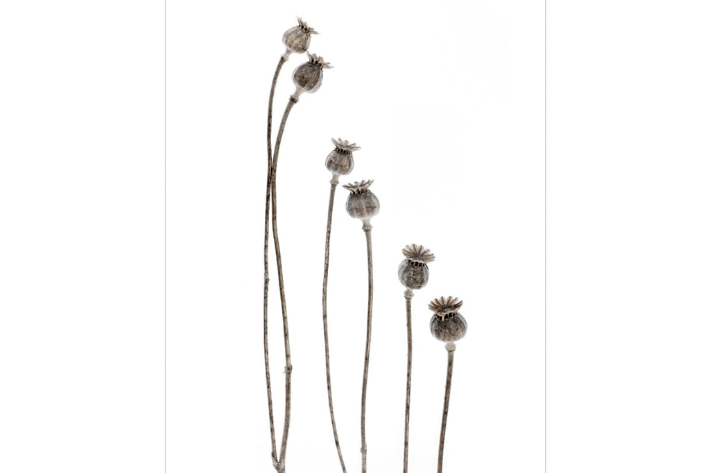 Poppy Pods-Wall_Art-Pixalot