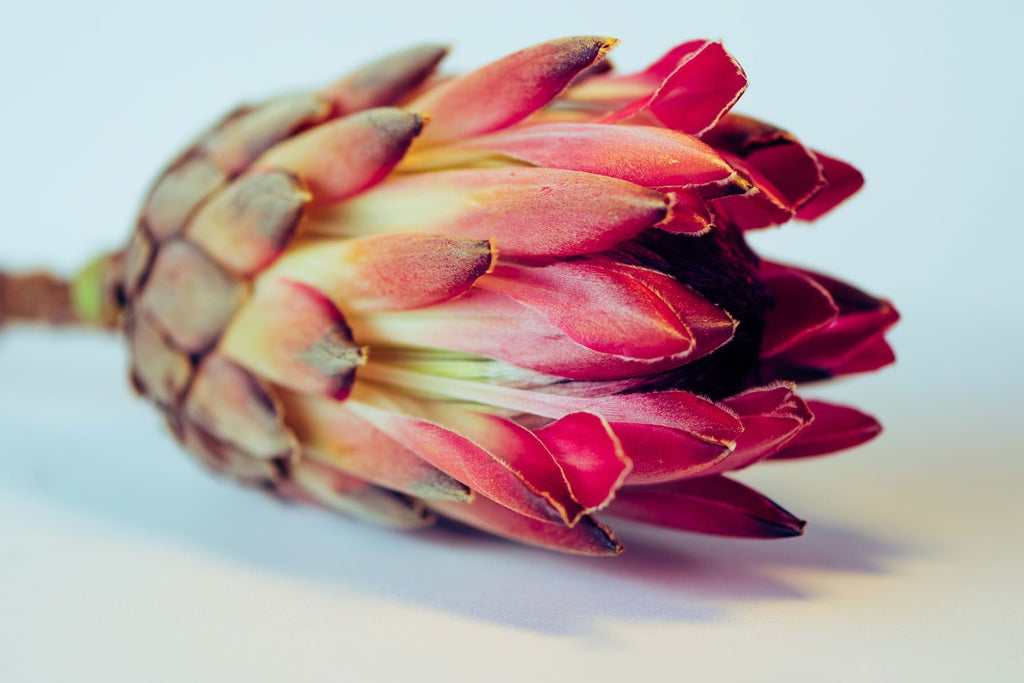 Protea Still Life-Wall_Art-Pixalot