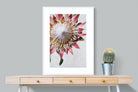 Pixalot Red King Protea
