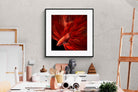 Pixalot Siamese Fighting Fish