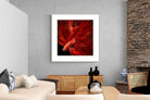 Pixalot Siamese Fighting Fish