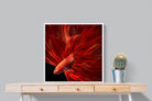 Pixalot Siamese Fighting Fish