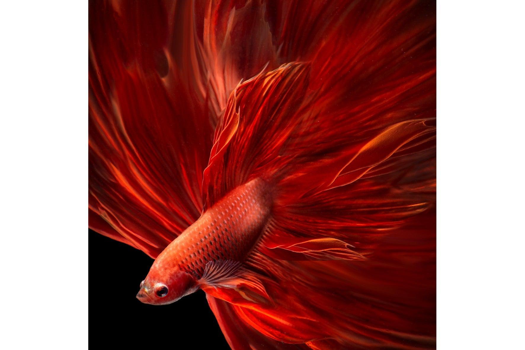 Siamese Fighting Fish-Wall_Art-Pixalot