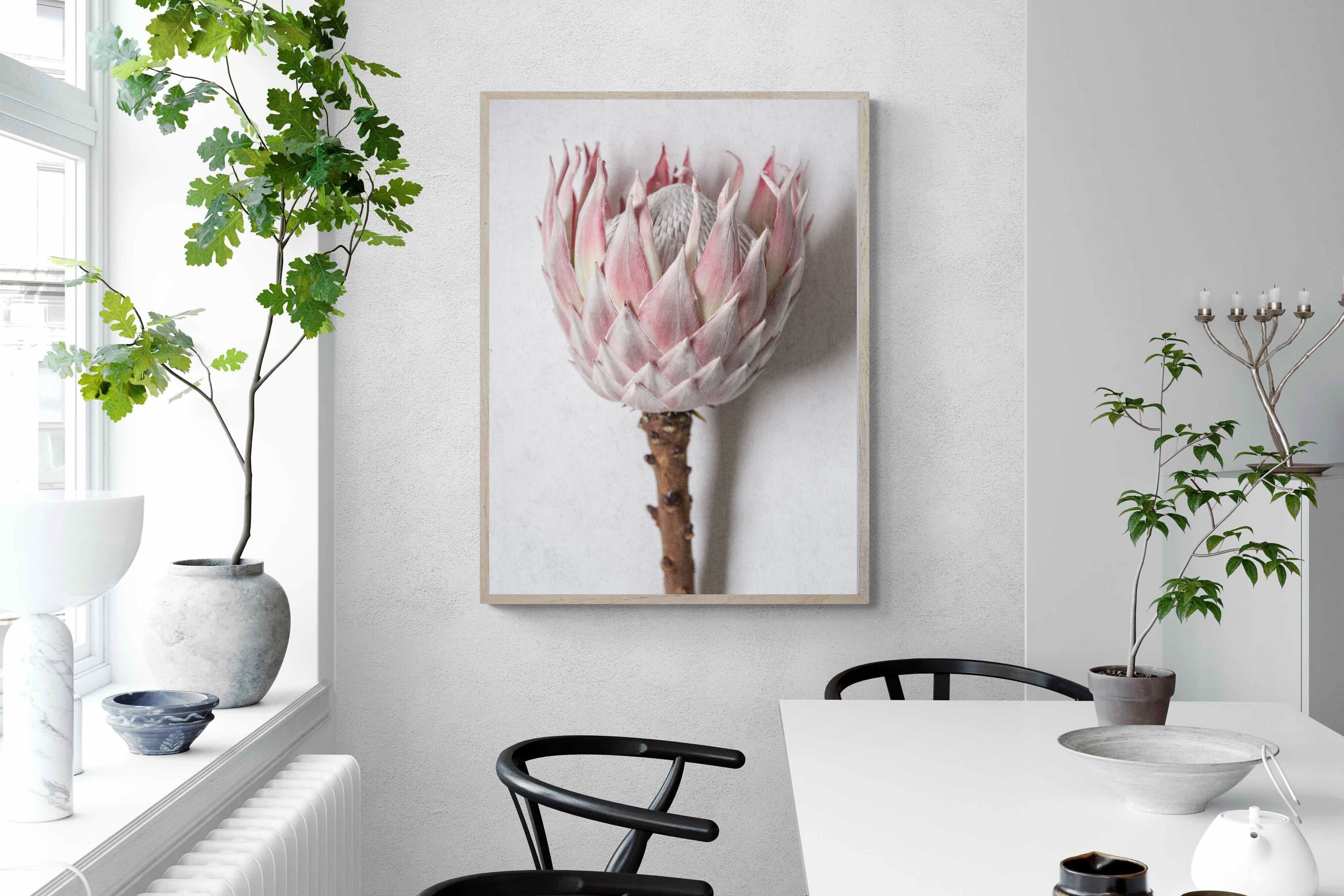 Pixalot Single Pink King Protea