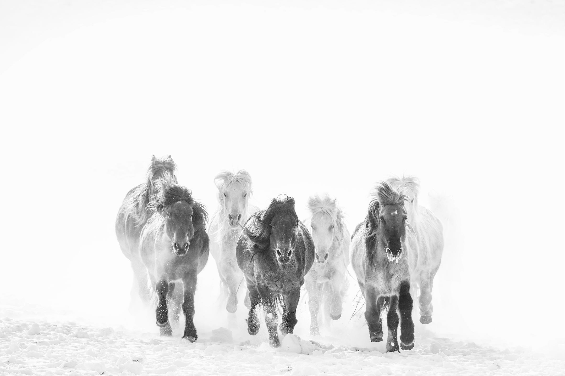 Snowy Gallop-Wall_Art-Pixalot