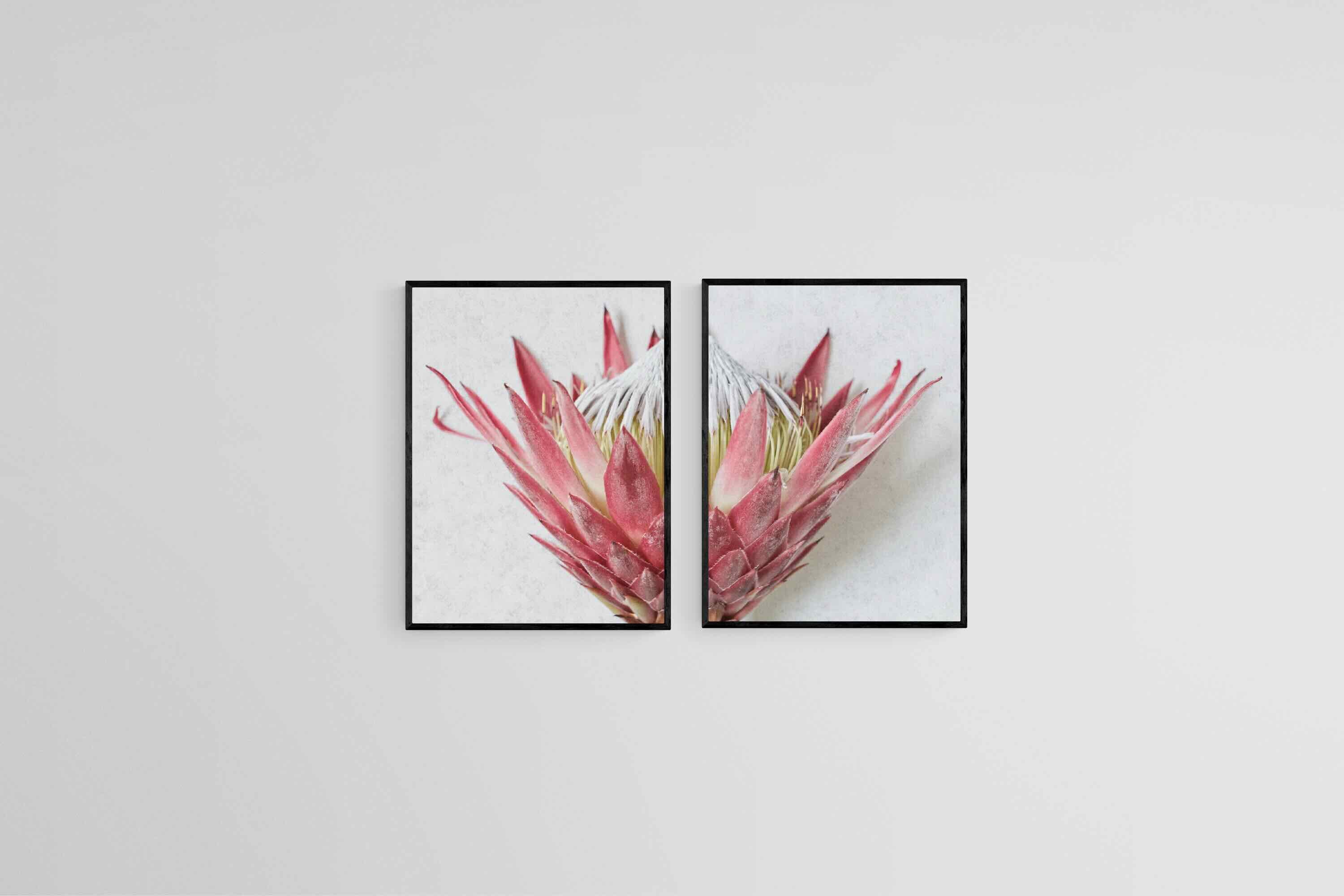 Split Red King Protea Set-Wall_Art-45 x 60cm (x2)-Mounted Canvas-Black-Pixalot