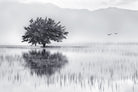 Spring Mirror-Wall_Art-Pixalot