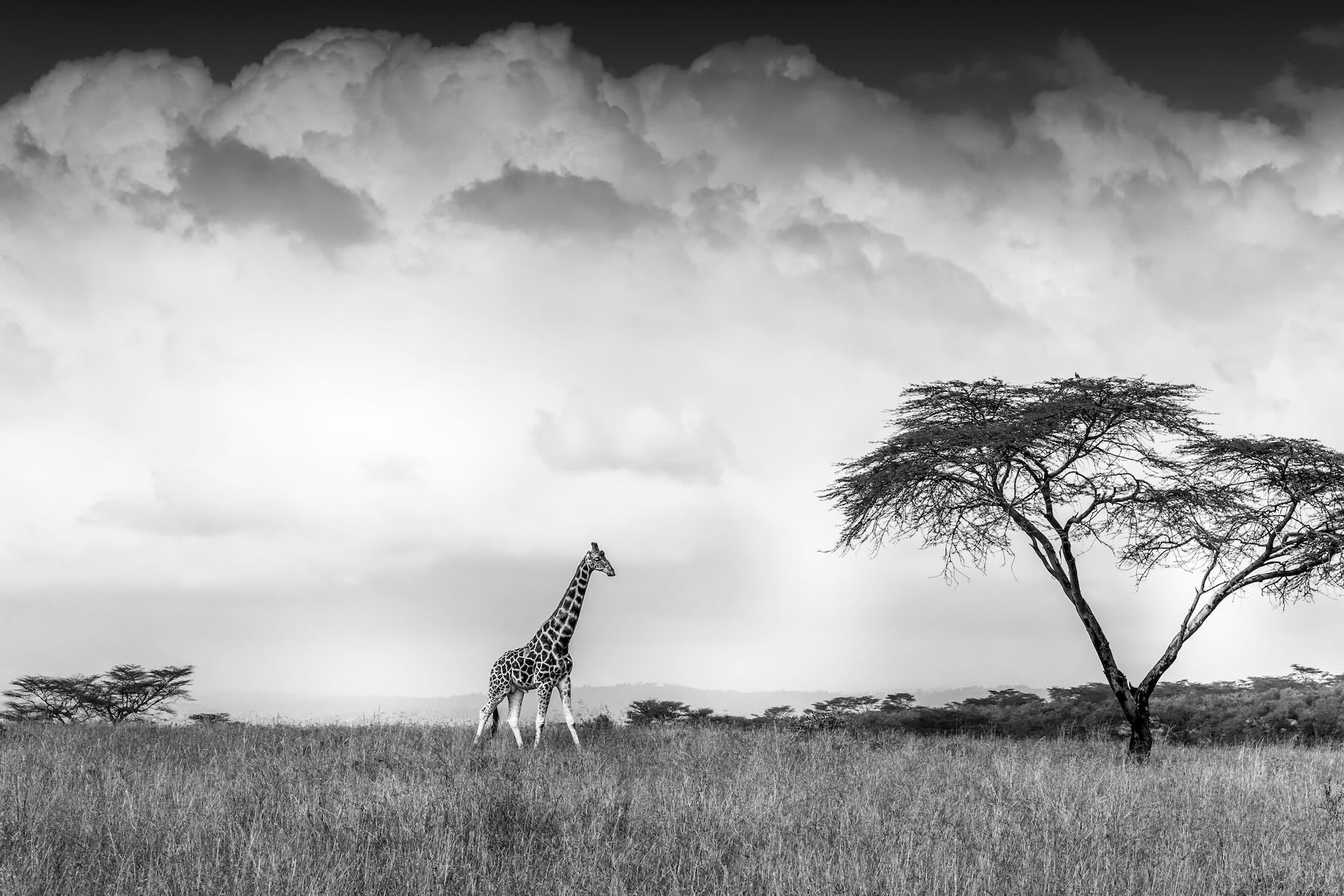 Stormy Africa-Wall_Art-Pixalot