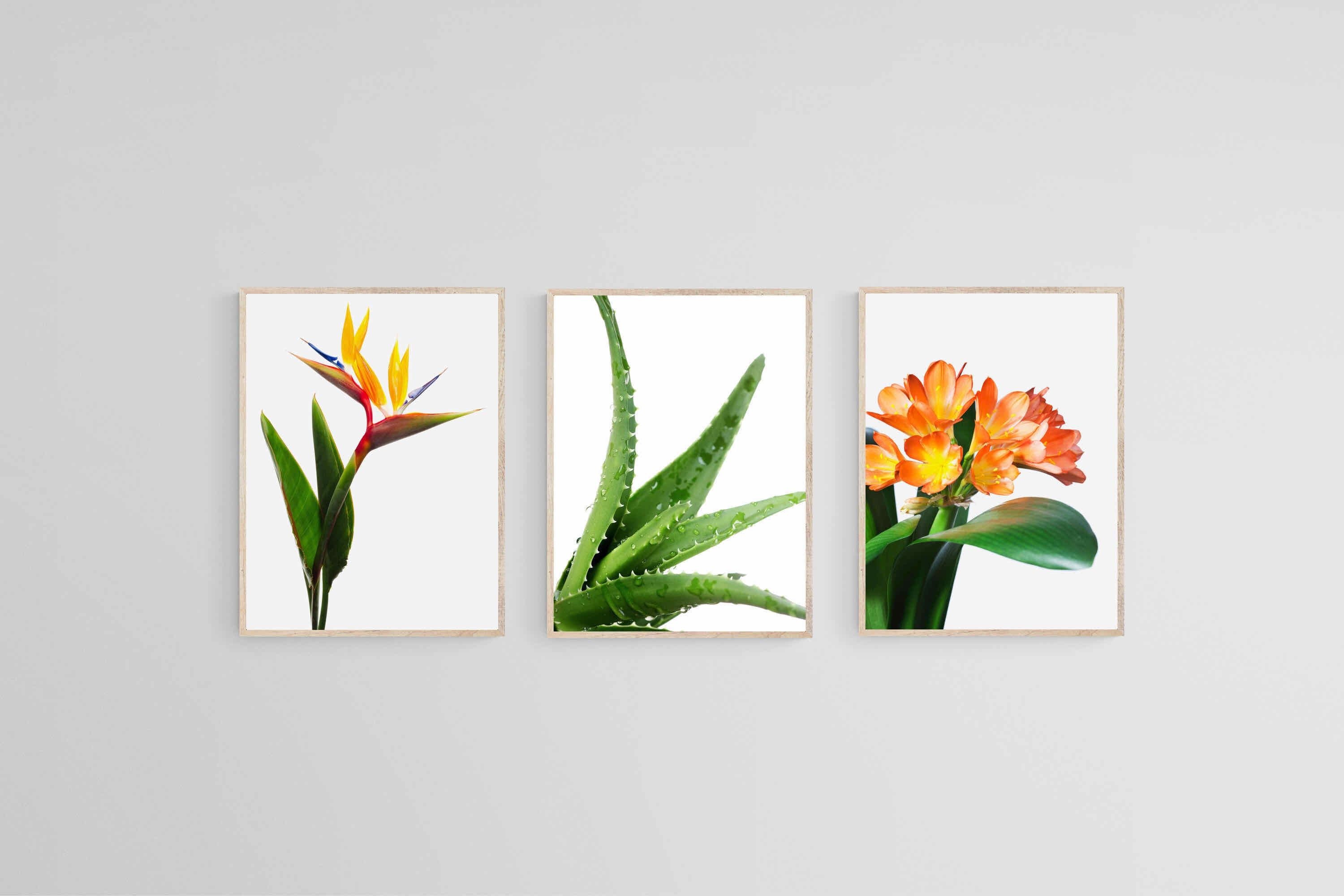 Strelitzia Set-Wall_Art-45 x 60cm (x3)-Mounted Canvas-Wood-Pixalot