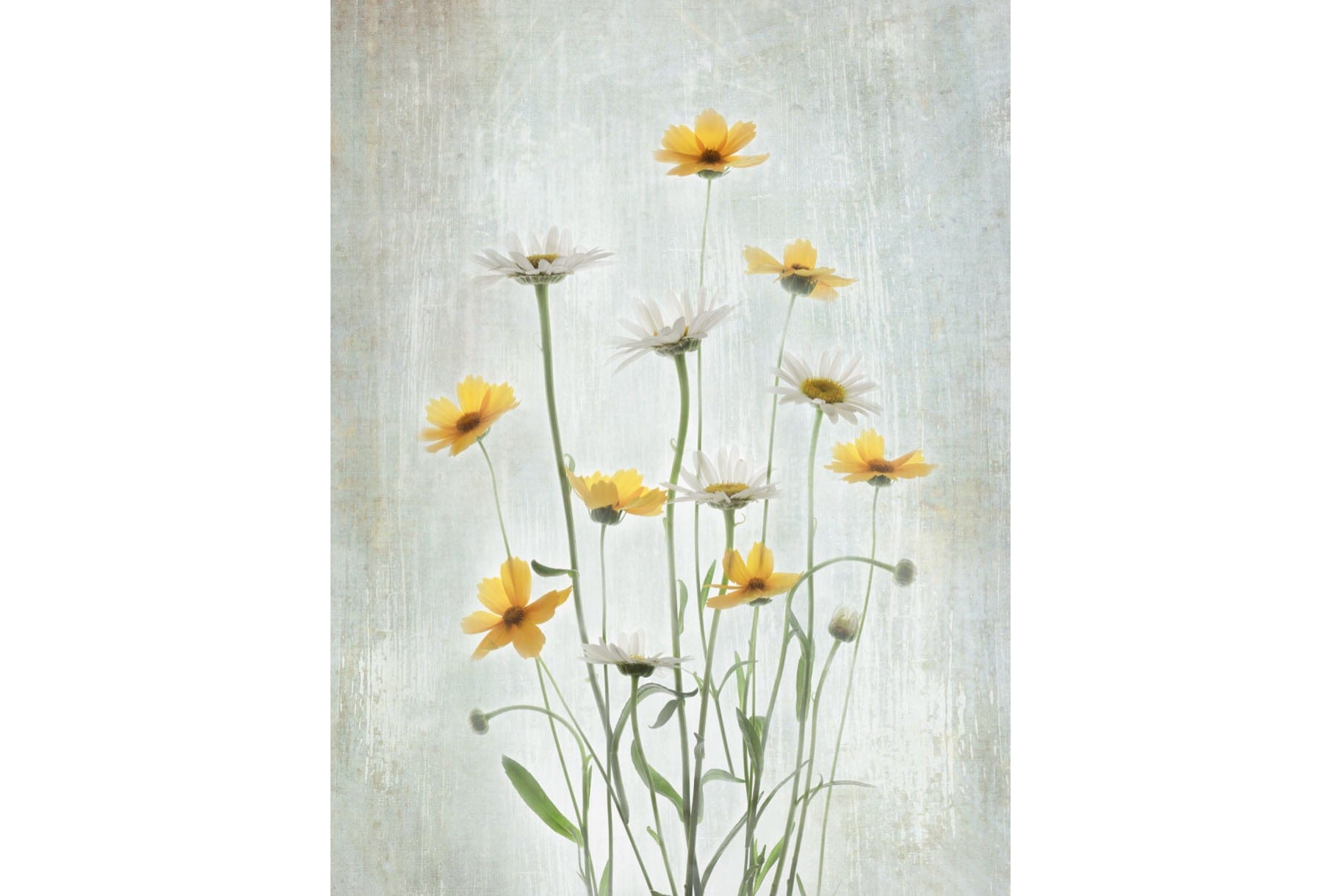 Summer Flowers-Wall_Art-Pixalot