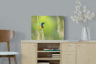 Sunbird-Wall_Art-60 x 45cm-Mounted Canvas-No Frame-Pixalot