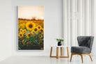 Pixalot Sunflowers at Sunset