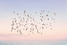 Sunset Flight-Wall_Art-Pixalot