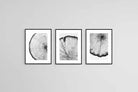 Tree Rings Set-Wall_Art-45 x 60cm (x3)-Framed Print-Black-Pixalot