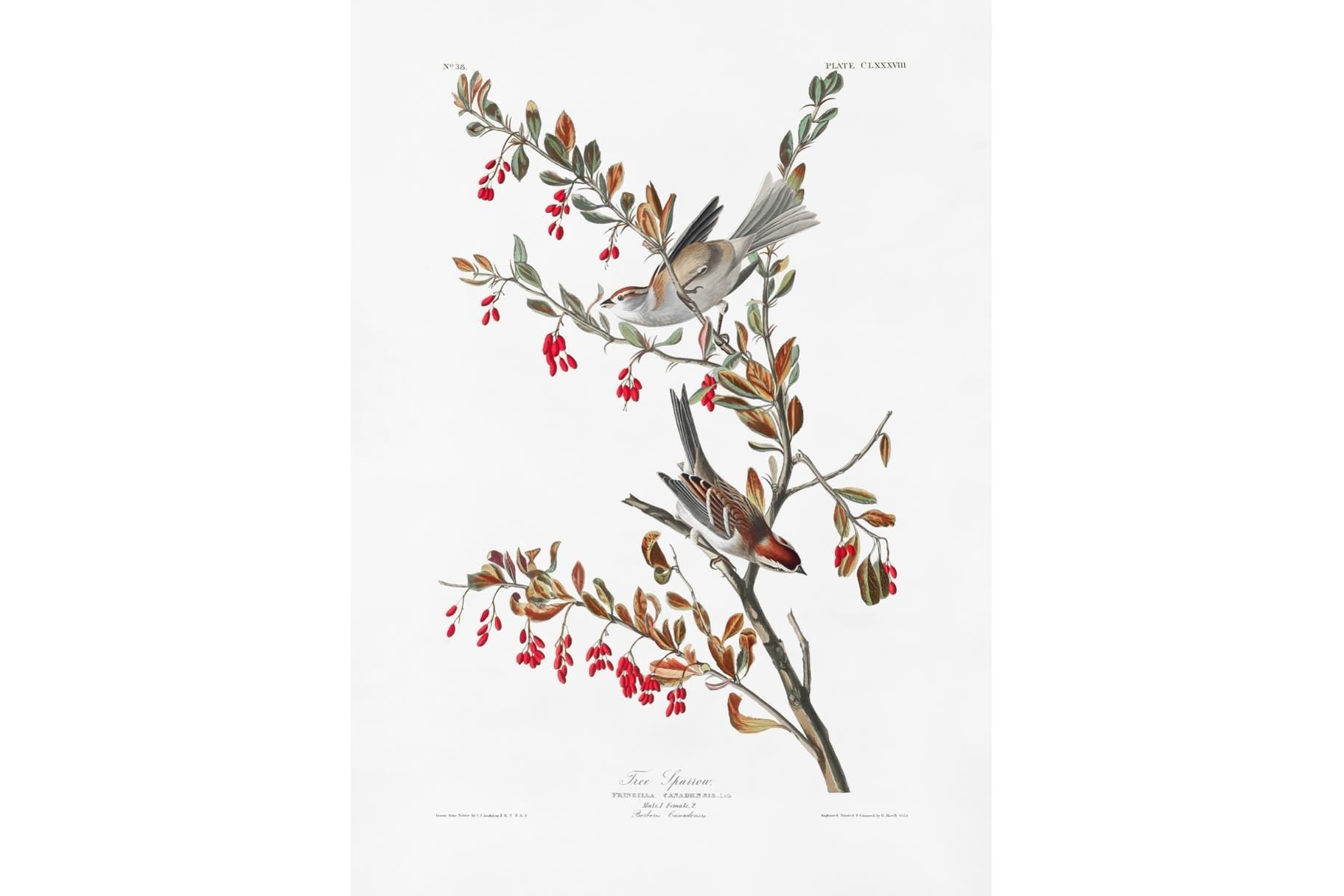 Tree Sparrow (Birds of America 1827)-Wall_Art-Pixalot